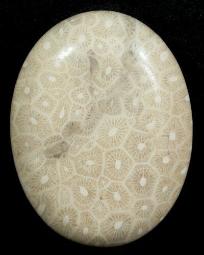 Polished Fossil Coral Cab - Indonesia #5998